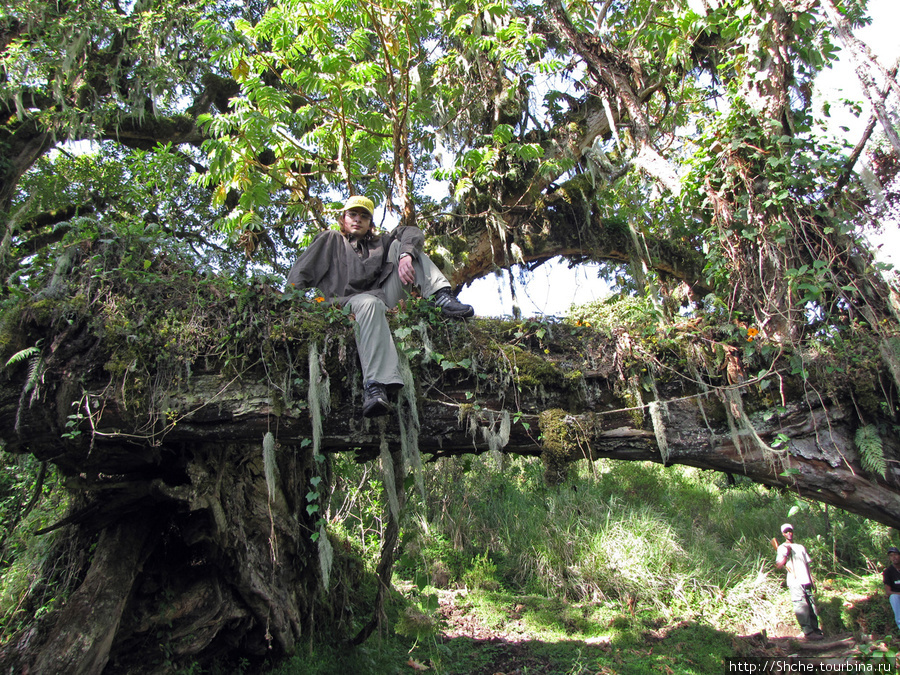 спарава внизу наш рейнджер — гроза хищников. Аруша Национальный Парк и гора Меру (4566м), Танзания
