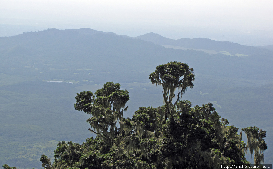 Вулкан Меру. Дождевой лес. Между 2500 и 3500 м. день 2. Аруша Национальный Парк и гора Меру (4566м), Танзания