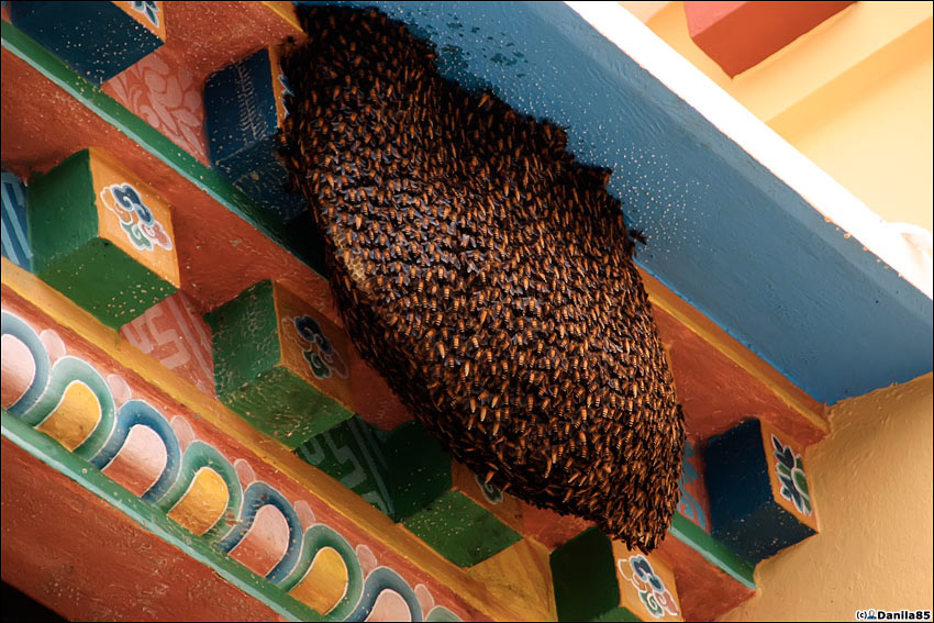 Дикие пчёлы. Лумбини, Непал
