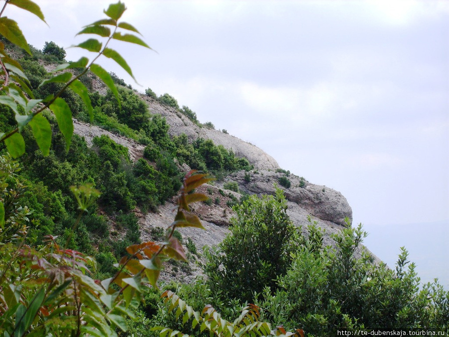 Горы прекрасны своим растительным миром. Монастырь Монтсеррат, Испания