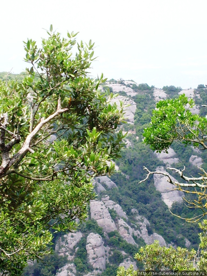 Деревья и кустарники создают ощущения зеленых кружевных облаков на величественных горных склонах. Монастырь Монтсеррат, Испания