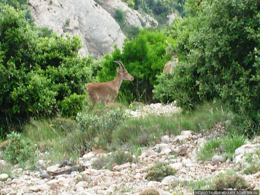 На сколнах можно увидеть и животных. Они величественны и спокойны, как и горы. Монастырь Монтсеррат, Испания
