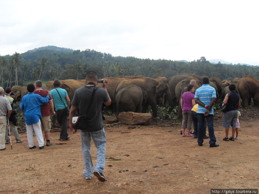 Народ и слоны Бентота, Шри-Ланка