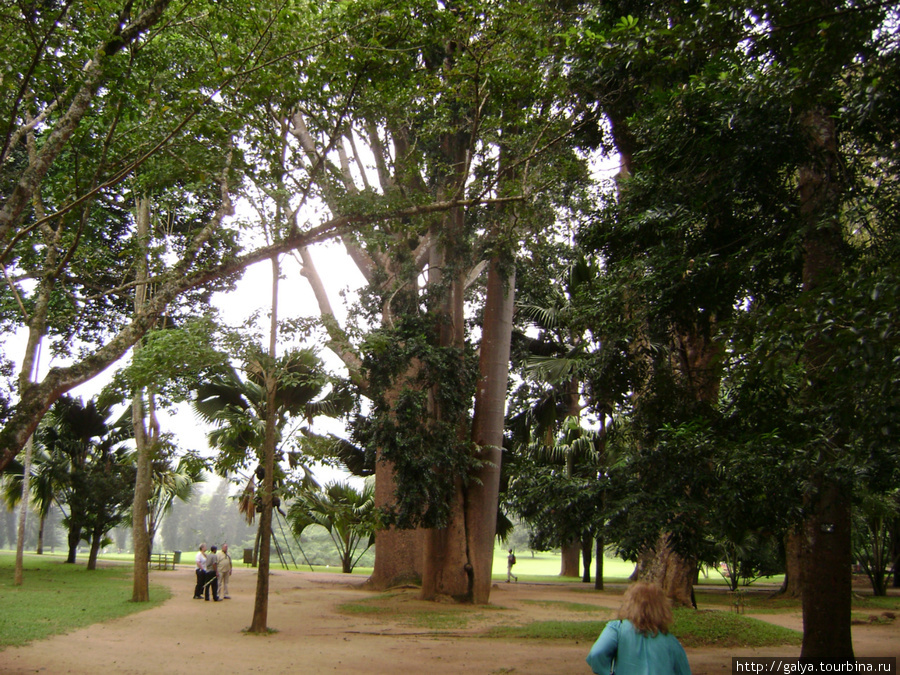 Слоновье дерево Бентота, Шри-Ланка
