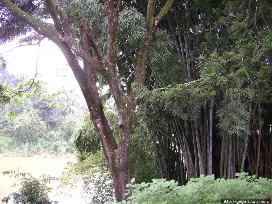 Королевский бамбук Бентота, Шри-Ланка