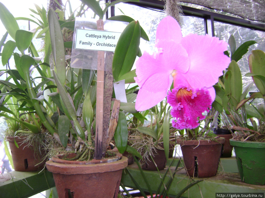 Самая большая орхидея в мире Бентота, Шри-Ланка