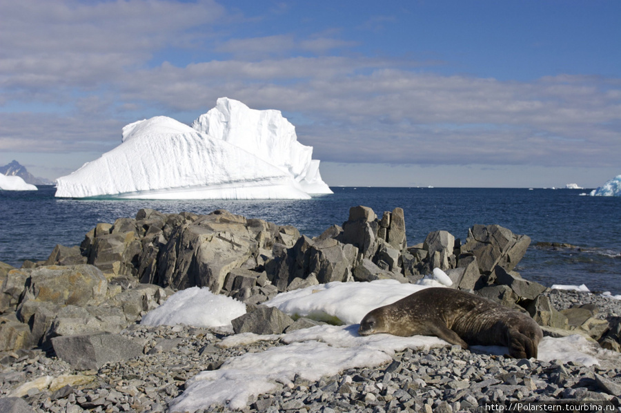 тюлень Уэдделла Антарктическая станция Росера, остров Аделаида (Великобритания), Антарктида