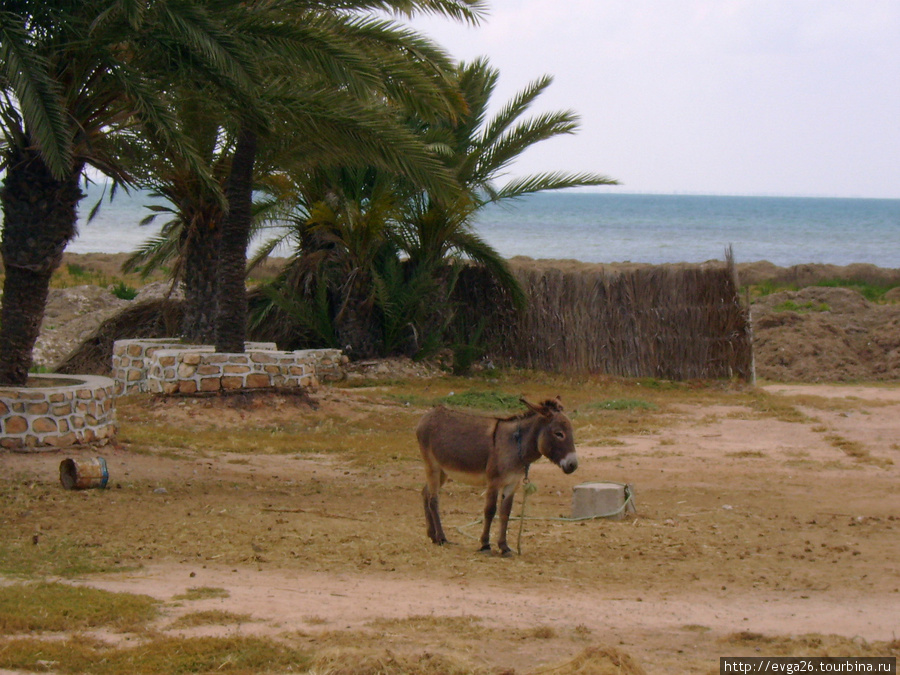 Тунис- остров Джерба Остров Джерба, Тунис