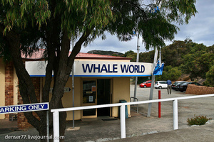 В Австралии не существует китобойного промысла и идет постоянная напряженность с Японией из-за её варварской китобойной политики в Антарктических водах.