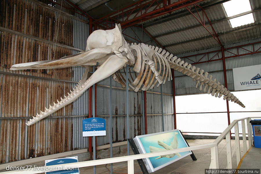 Скелет Кашалота. Олбани, Австралия