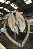Скелет 22х метрового Голубого кита