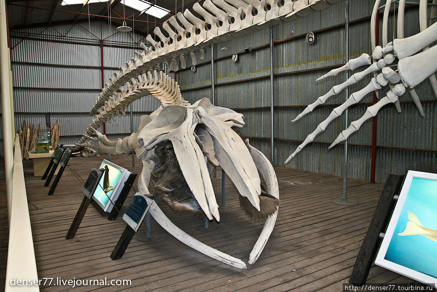 Скелет Горбатого кита Олбани, Австралия