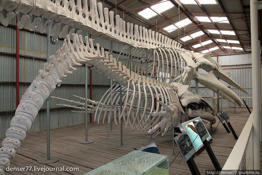 whale world Олбани, Австралия