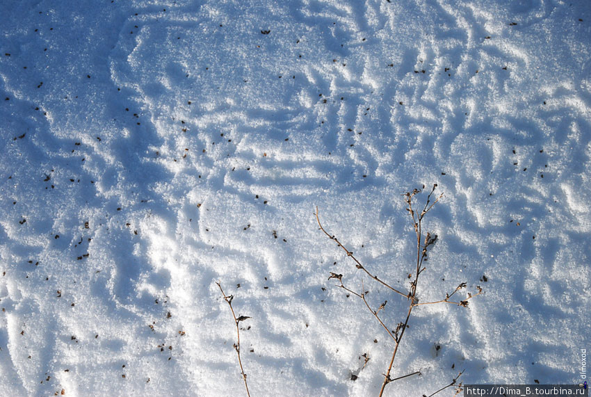 Мышки бегали и суетились, искали зернышки. Оставили свои записи в виде полосок на снегу. Великий Новгород, Россия