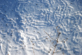 Мышки бегали и суетились, искали зернышки. Оставили свои записи в виде полосок на снегу.