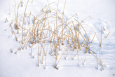 Если присмотреться, соломинки из снега создают отличную абстрактную композицию.
