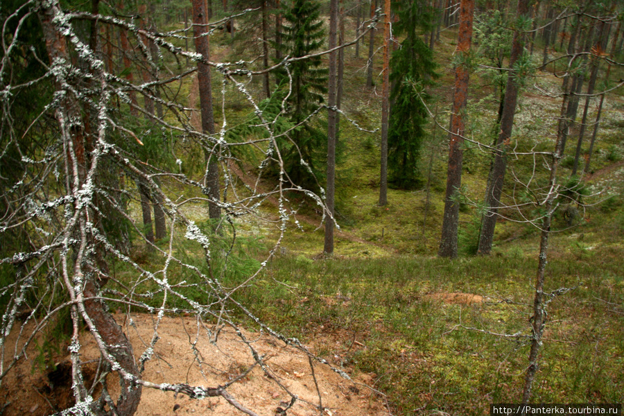 Ода карельскому лесу Приозерск, Россия