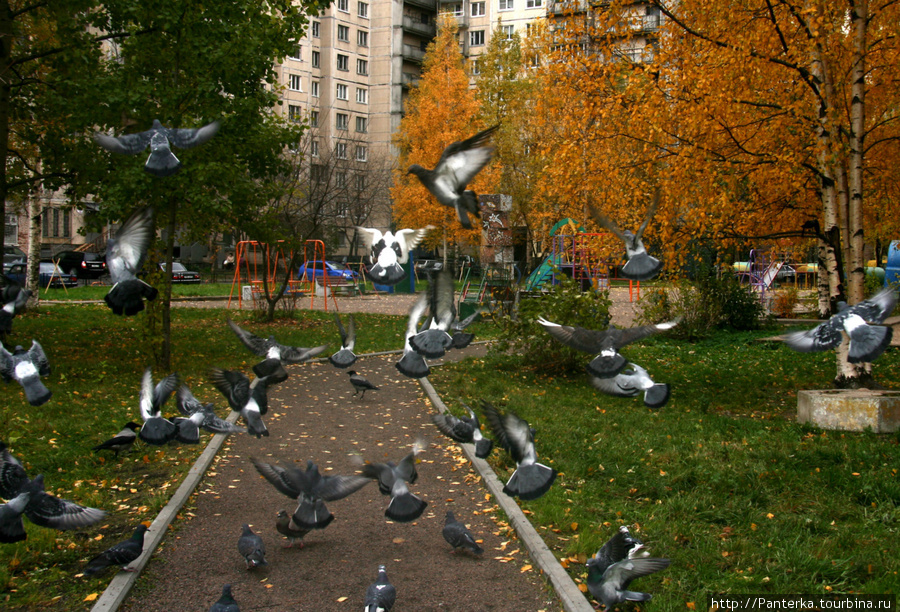 Осеннее настроение Санкт-Петербург, Россия