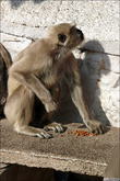 Первый вид обезьян — макак (коричнывых и бесхвостых) я уже показывал, а это лангуры.