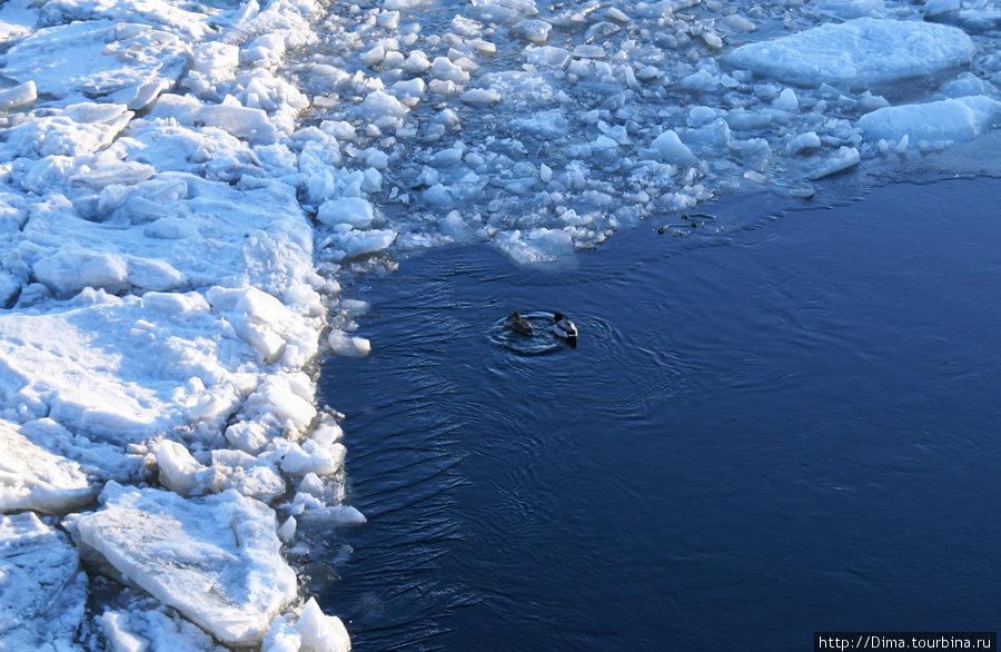 Утки возвращаются. Интересно, где они скрываются зимой, когда лёд сковывает реки? Санкт-Петербург, Россия