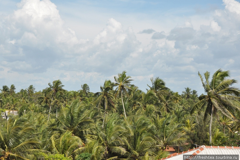 Зона Негомбо входит в так наз. пальмовый пояс Шри-Ланки — кокосовые плантации в виде светлых рощ с балкона отеля подобны зеленому моря, убегающему за горизонт. Шри-Ланка