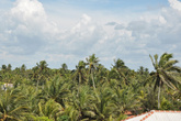 Зона Негомбо входит в так наз. пальмовый пояс Шри-Ланки — кокосовые плантации в виде светлых рощ с балкона отеля подобны зеленому моря, убегающему за горизонт.