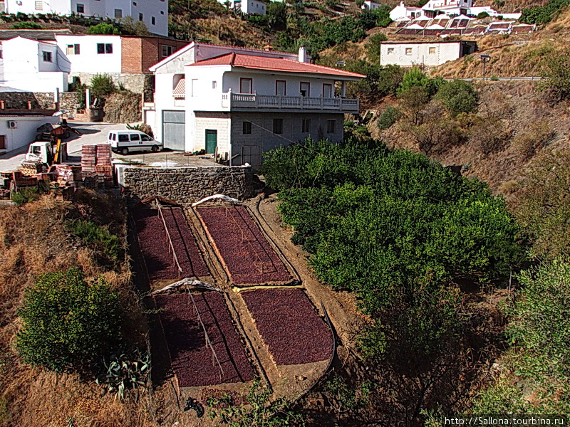 так вялится виноград Малага, Испания