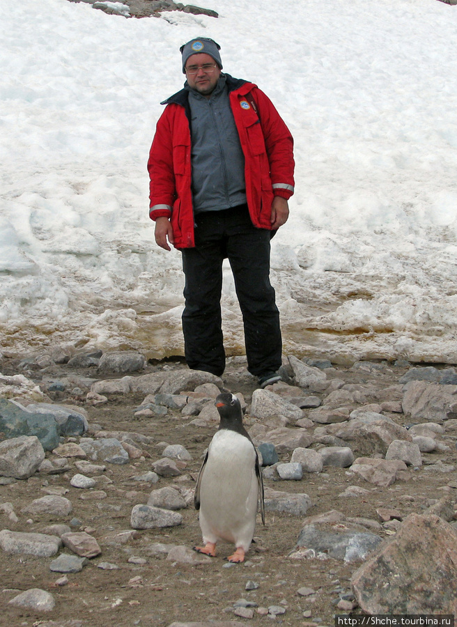 вот он рядом, но дотронутся к пингвину я так ни разу не смог. Да и нельзя их трогать, слово давал. Антарктида