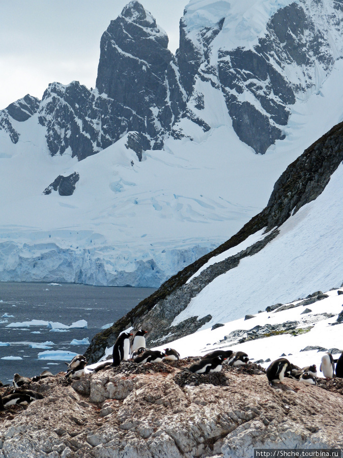 Конец декабря — пингвины-папы сидят на яйцах. Антарктида