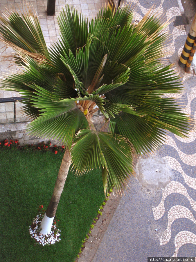 Вид с нашего балкона. Вот такая бразильская красавица. Сальвадор, Бразилия