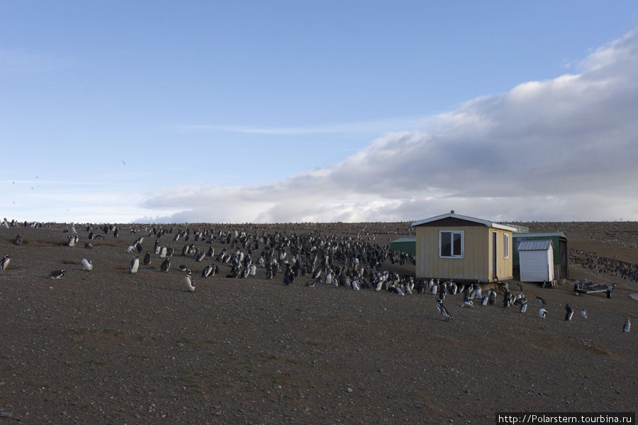 Magdalena Penguins Island Остров Магдалена, Чили