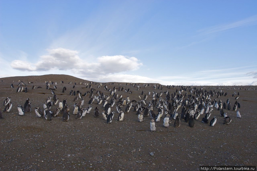 Magdalena Penguins Island Остров Магдалена, Чили