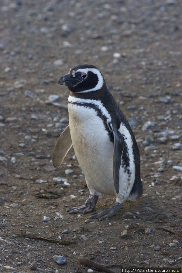 Magdalena Penguins Island Остров Магдалена, Чили
