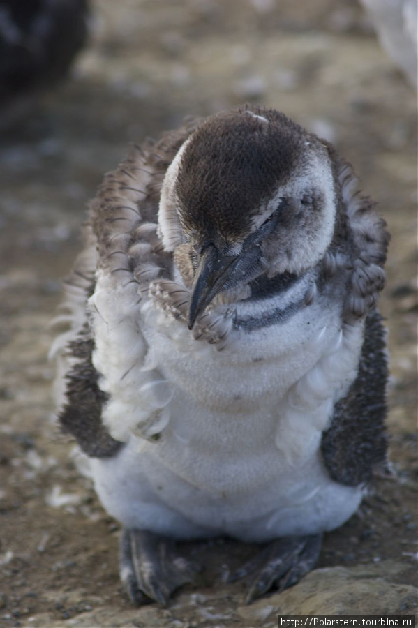 Magdalena Penguins Island Остров Магдалена, Чили