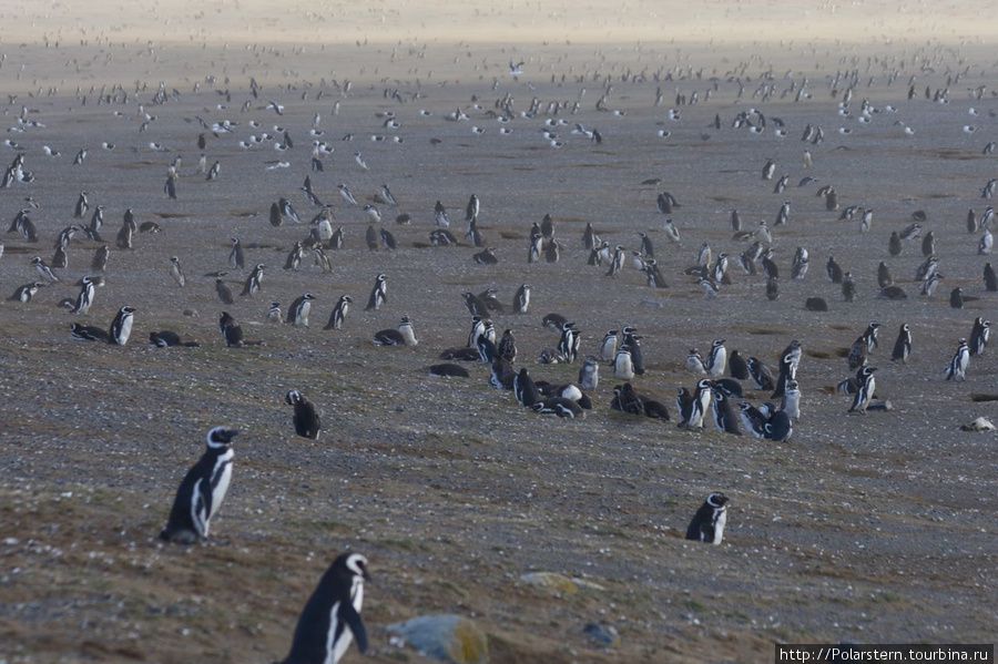 Magdalena Penguins Island Остров Магдалена, Чили