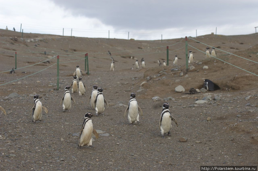 Magdalena Penguins Island Остров Магдалена, Чили