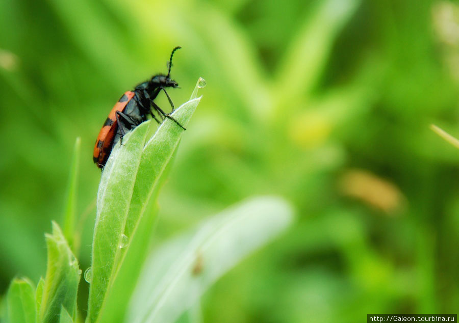 Нарывники (Meloidae) ярко окрашенные жуки с мягкими покровами. Их кровь (гемолимфа) ядовита, может вызывать отравления и нарывы на слизистых оболочках. Курумкан, Россия