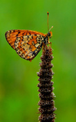Булавоусые, или дневные бабочки (лат. Papilionoidea, англ. true butterflies) — надсемейство крупных и красивых бабочек. Более 13700 видов (Robbins, 1982). Отличительным признаком представителей семейства являются булавоусые антенны (усики). Гусеницы при окукливании не прядут кокон. Однако их традиционное название не совсем соответствует реальности, так как среди них встречаются и виды активные в сумерках, а дневные имеются и среди других чешуекрылых (например, Uraniidae, Zygaenidae, Castniidae, некоторые Arctiidae и Sphingidae). Кроме того, булавоусые чешуекрылые известны среди Castniidae и Zygaenidae.