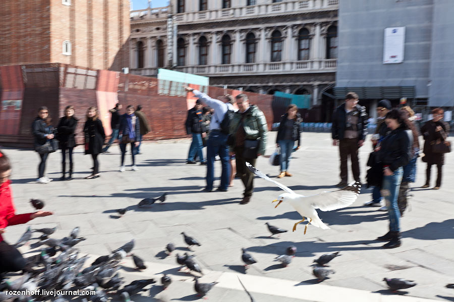Чайки площади Сан-Марко Венеция, Италия