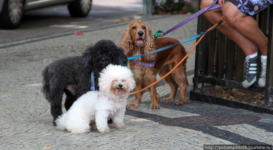 по Копакобане много гуляют с собачками Рио-де-Жанейро, Бразилия