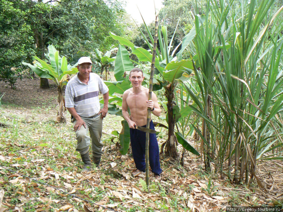 Уборка сахарного тросника Колумбия