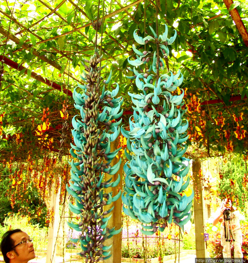 Висячие цветы изумрудно-голубого цвета вызывали у всех удивление Далат, Вьетнам
