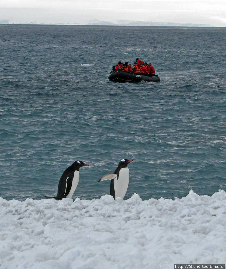 Лодка  Zodiac Остров Роберта, Антарктида