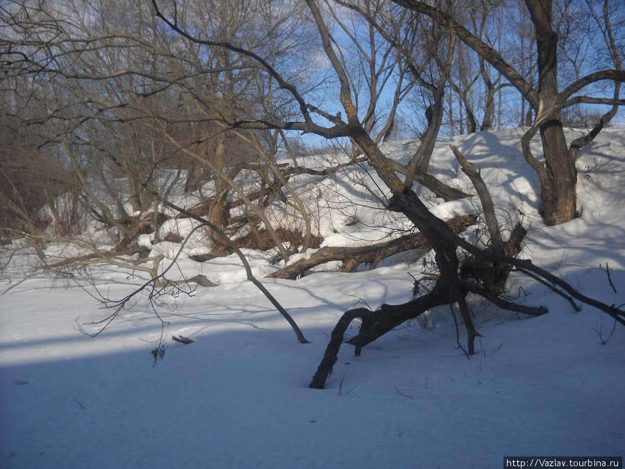 Деревья ещё утопают в снегу Кировск, Россия