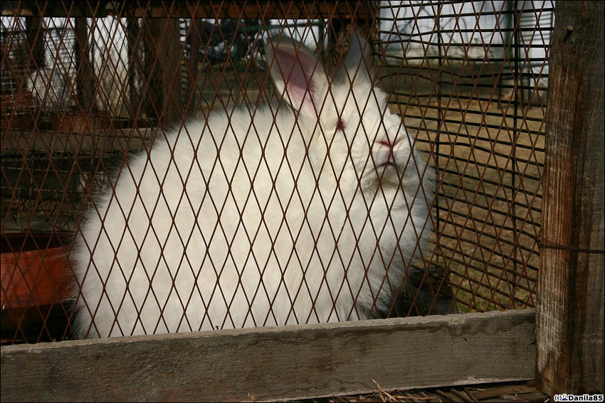 Как правило, ангорские кролики белые. Только глядя на их розовые глаза, я понял, что они альбиносы. Манали, Индия