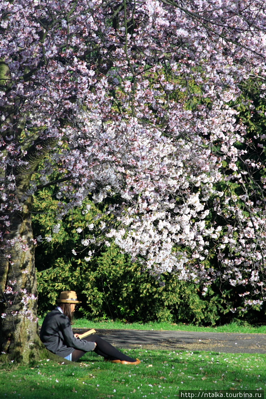 Гайд Парк весной Лондон, Великобритания