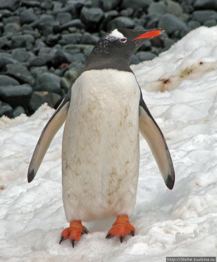 Robert island — антарктический рай для животных и птиц Остров Роберта, Антарктида