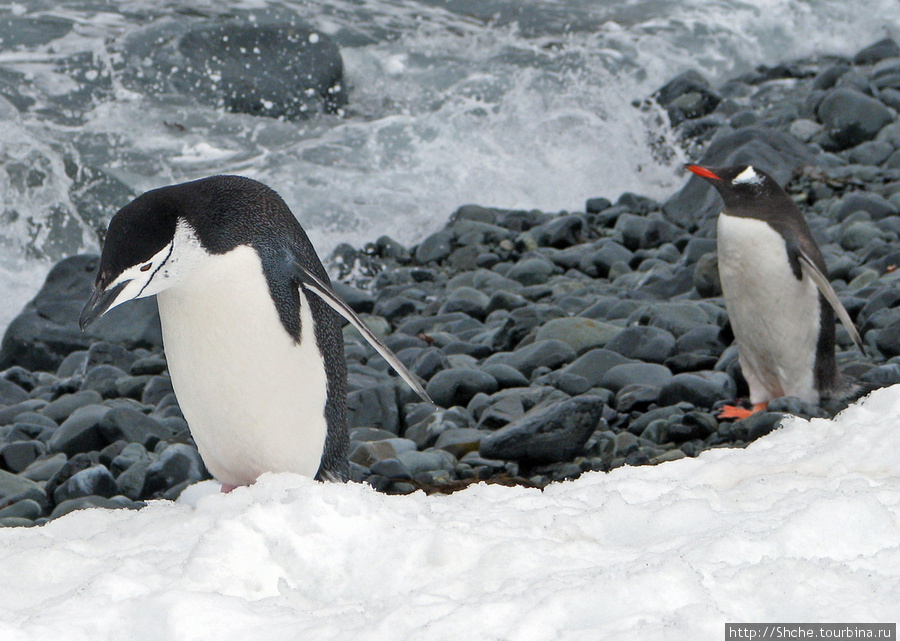 Robert island — антарктический рай для животных и птиц Остров Роберта, Антарктида