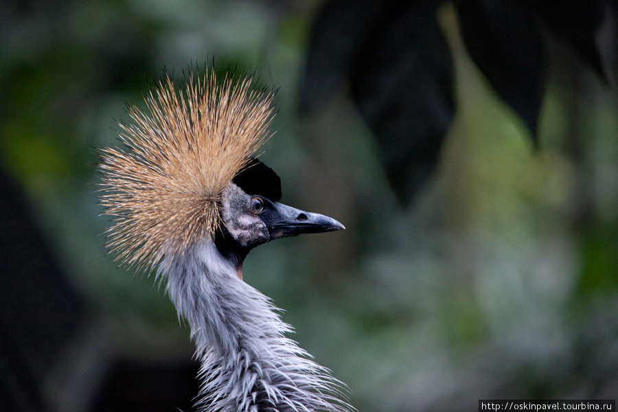 Феерия красок и образов - Парк птиц на Бали !!! Убуд, Индонезия