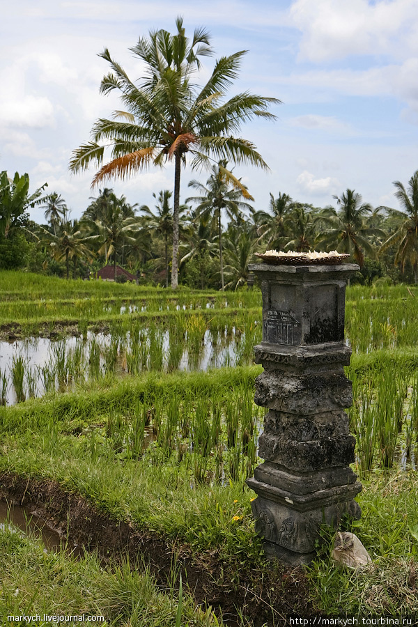 Мимо знаменитых рисовых террас проехать не удалось, зато немного побродили по рисовым полям. Бали, Индонезия